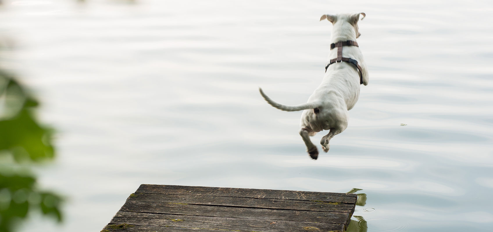 white dog jumping off wooden ramp into lake