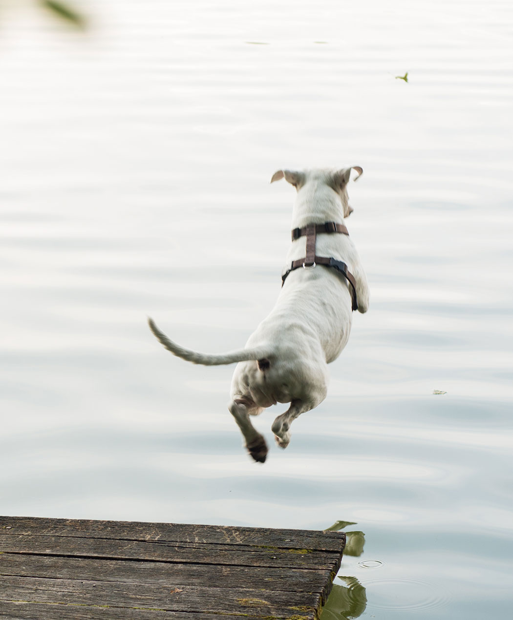 white dog jumping off wooden ramp into lake