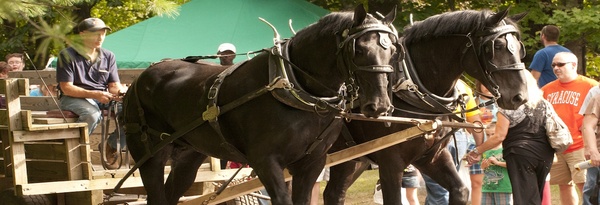 Golden Harvest Festival