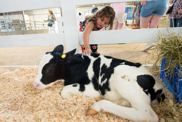 Child Pets Cow