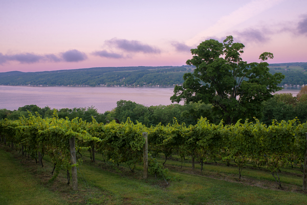 Keuka Lake Vineyard